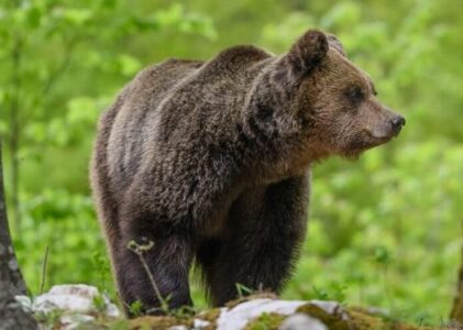 Napad medveda – česa nikar ne počnite, če srečate medveda