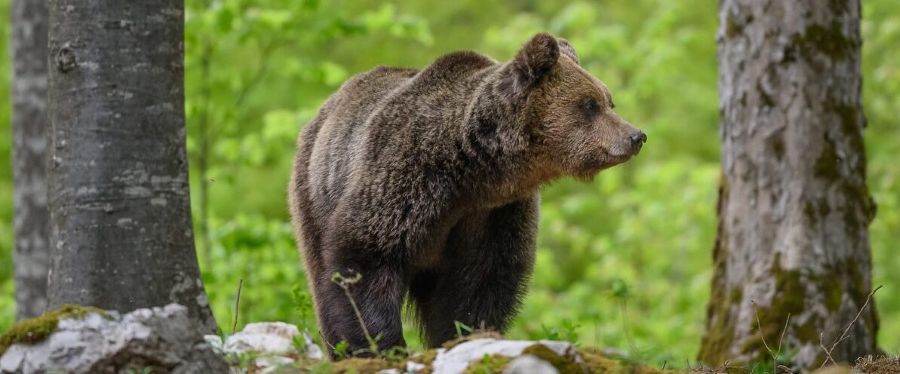 Napad medveda – česa nikar ne počnite, če srečate medveda